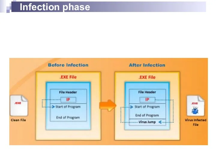 Infection phase