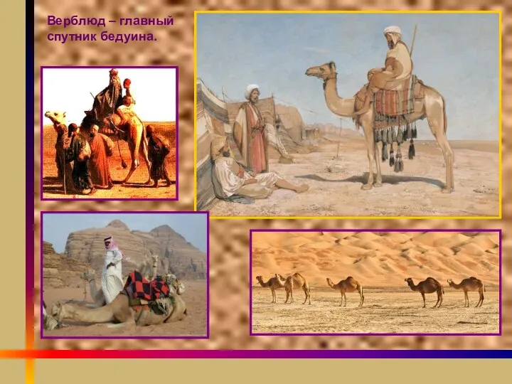 Верблюд – главный спутник бедуина.