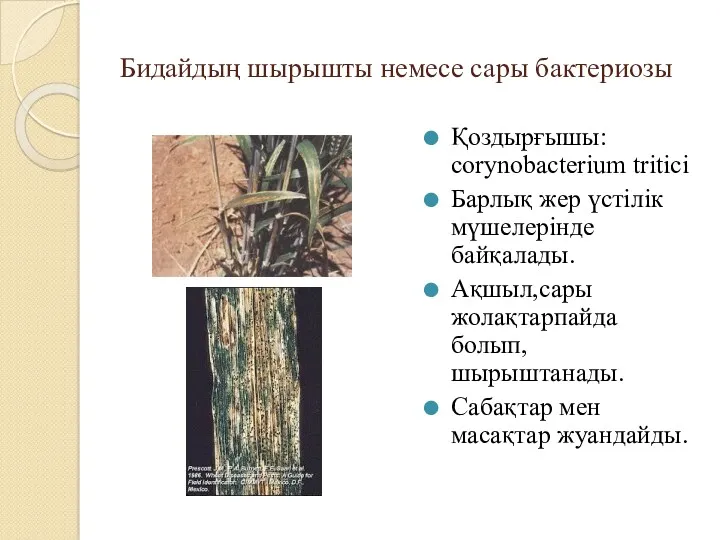 Бидайдың шырышты немесе сары бактериозы Қоздырғышы: corynobacterium tritici Барлық жер