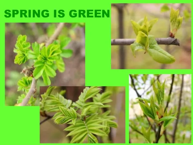 SPRING IS GREEN