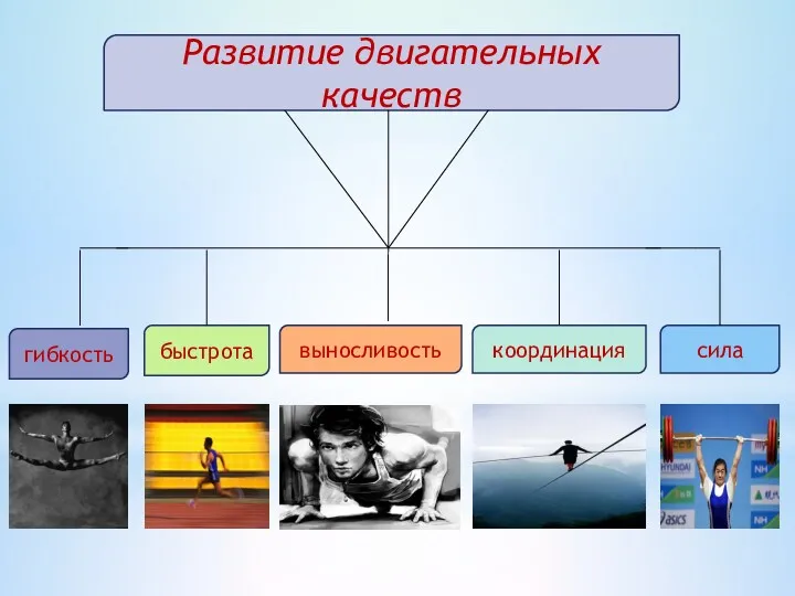 Развитие двигательных качеств гибкость быстрота выносливость координация сила