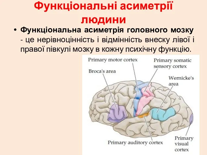 Функціональні асиметрії людини Функціональна асиметрія головного мозку - це нерівноцінність