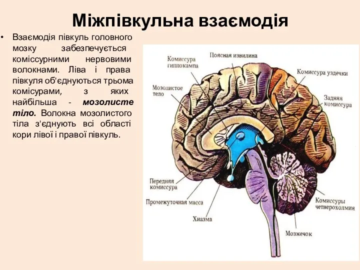 Міжпівкульна взаємодія Взаємодія півкуль головного мозку забезпечується коміссурними нервовими волокнами.