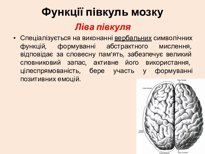 Функції півкуль мозку Ліва півкуля Спеціалізується на виконанні вербальних символічних