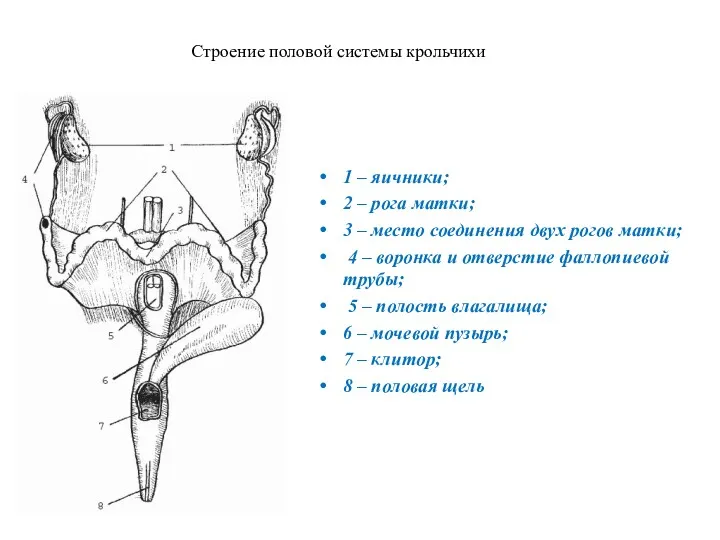 Строение половой системы крольчихи 1 – яичники; 2 – рога