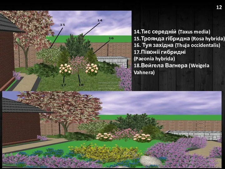 14.Тис середній (Taxus media) 15.Троянда гібридна (Rosa hybrida) 16. Туя