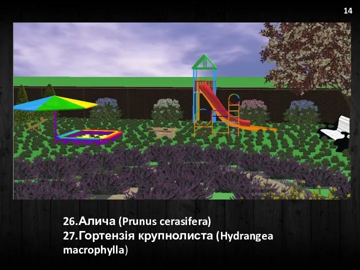 26.Алича (Prunus cerasifera) 27.Гортензія крупнолиста (Hydrangea macrophylla) 14