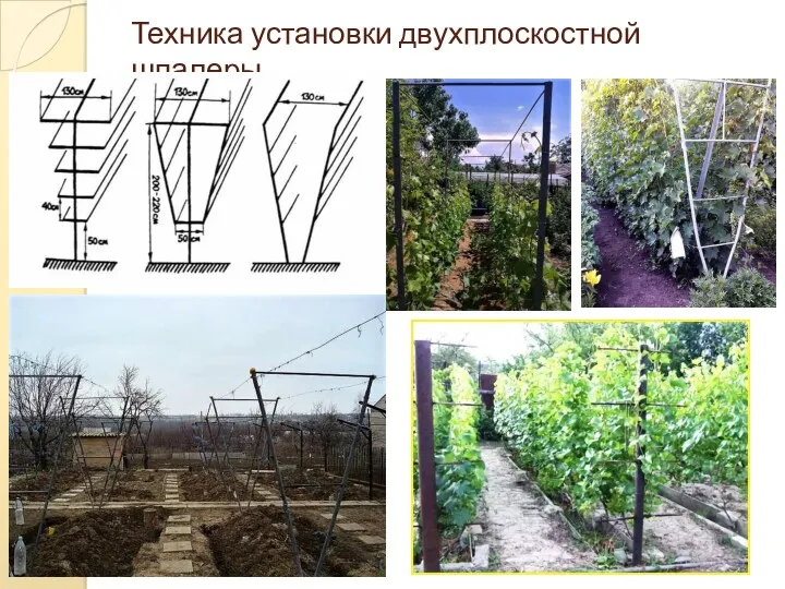 Техника установки двухплоскостной шпалеры