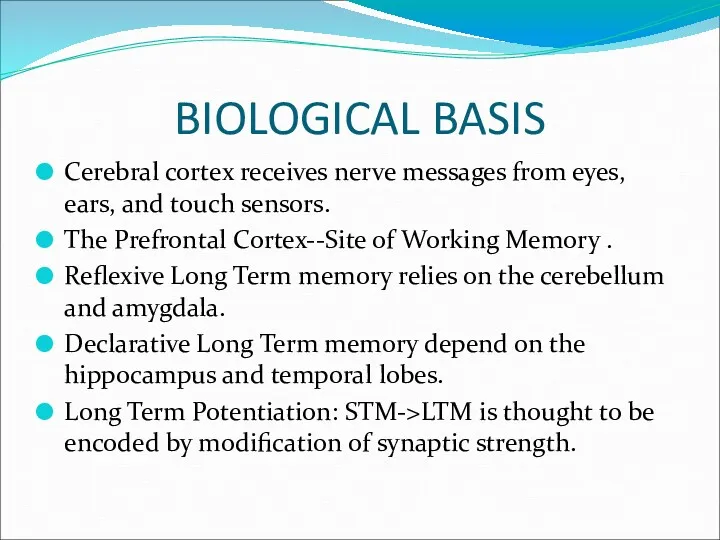 BIOLOGICAL BASIS Cerebral cortex receives nerve messages from eyes, ears,