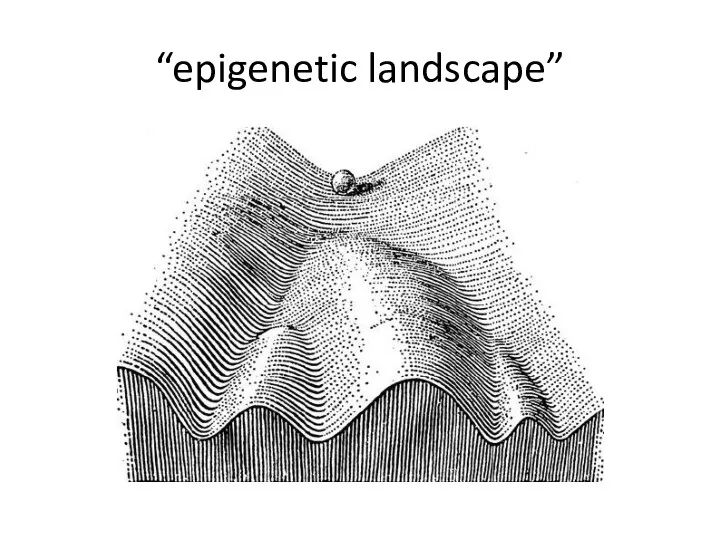 “epigenetic landscape”