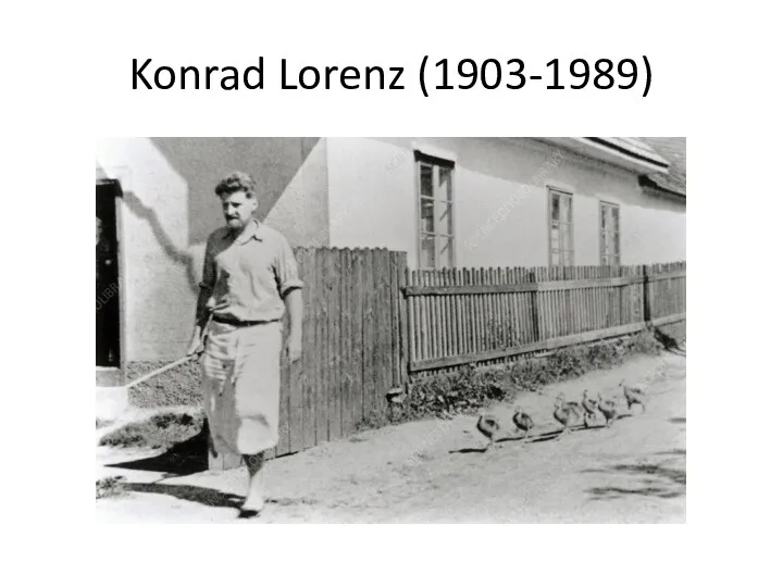 Konrad Lorenz (1903-1989)