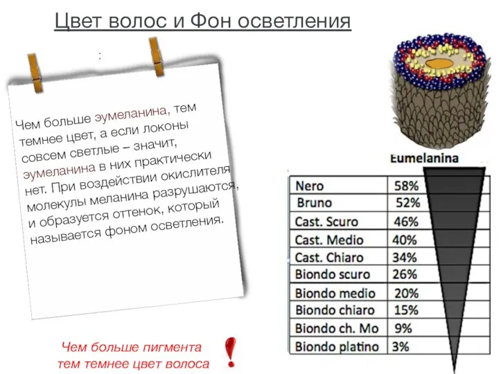 Цвет волос и Фон осветления : Чем больше эумеланина, тем