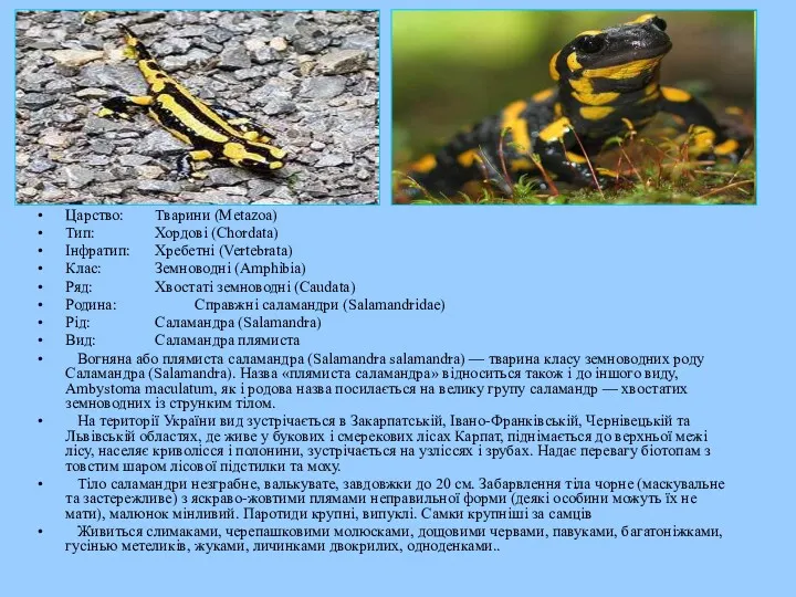 Царство: Тварини (Metazoa) Тип: Хордові (Chordata) Інфратип: Хребетні (Vertebrata) Клас: