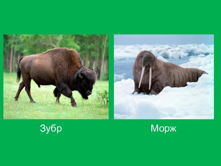 Зубр Морж