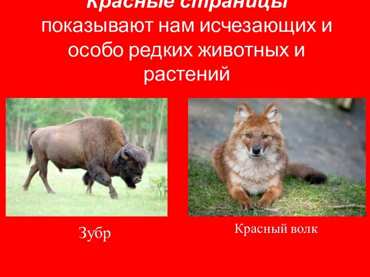 Красные страницы показывают нам исчезающих и особо редких животных и растений Зубр Красный волк
