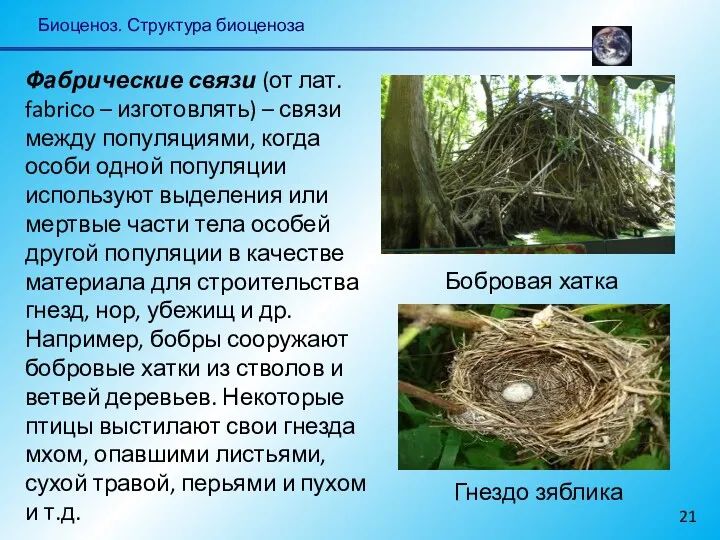 Биоценоз. Структура биоценоза Фабрические связи (от лат. fabriсo – изготовлять)