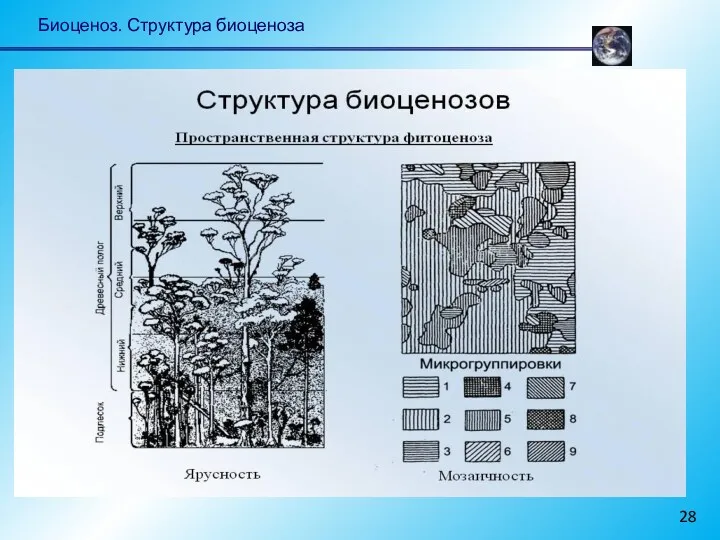 Биоценоз. Структура биоценоза