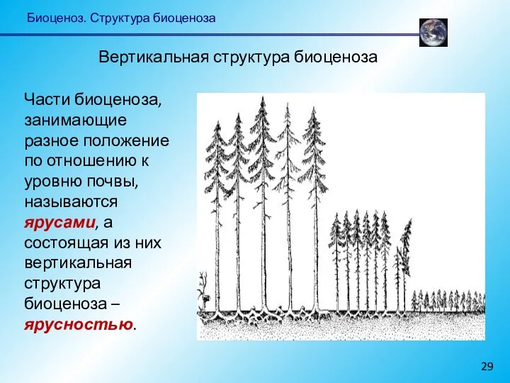 Биоценоз. Структура биоценоза Части биоценоза, занимающие разное положение по отношению