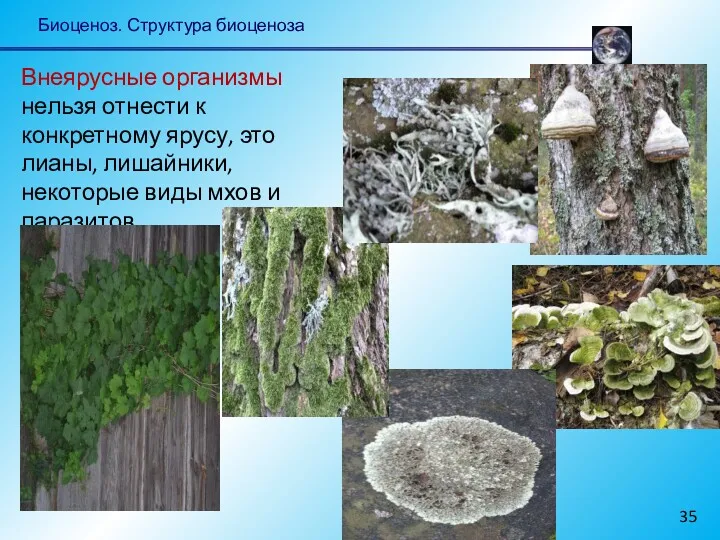 Биоценоз. Структура биоценоза Внеярусные организмы нельзя отнести к конкретному ярусу,