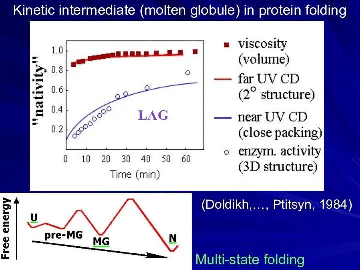 Kinetic intermediate (molten globule) in protein folding (Doldikh,…, Ptitsyn, 1984) Multi-state folding LAG