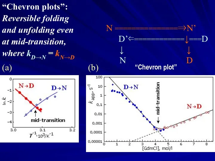 “Chevron plots”: Reversible folding and unfolding even at mid-transition, where