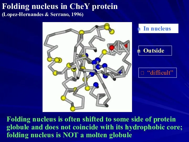 Folding nucleus in CheY protein (Lopez-Hernandes & Serrano, 1996) In