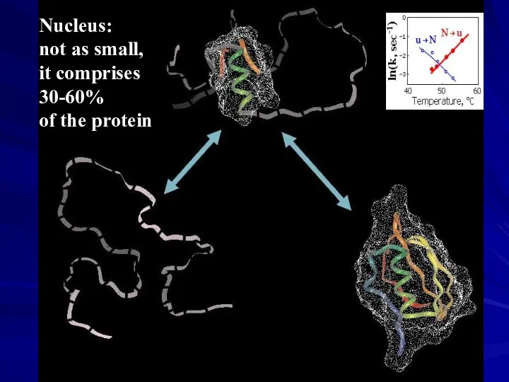 Nucleus: not as small, it comprises 30-60% of the protein