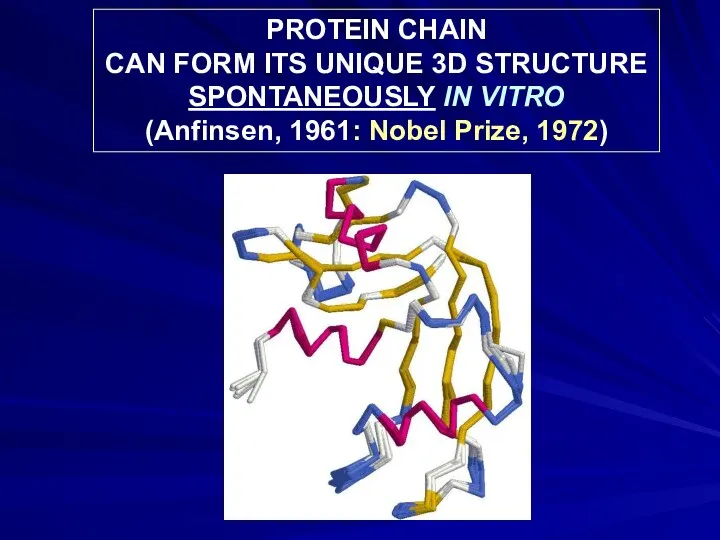 PROTEIN CHAIN CAN FORM ITS UNIQUE 3D STRUCTURE SPONTANEOUSLY IN VITRO (Anfinsen, 1961: Nobel Prize, 1972)
