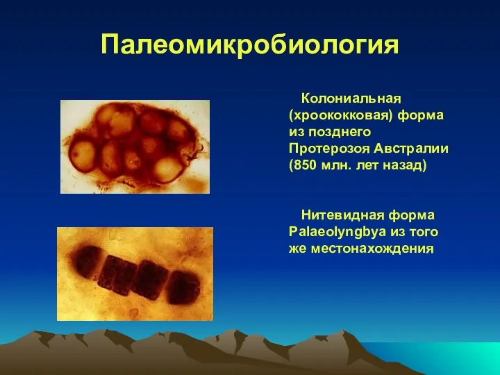 Палеомикробиология Колониальная (хроококковая) форма из позднего Протерозоя Австралии (850 млн.