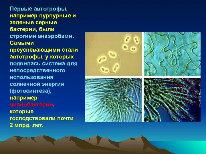 Первые автотрофы, например пурпурные и зеленые серные бактерии, были строгими