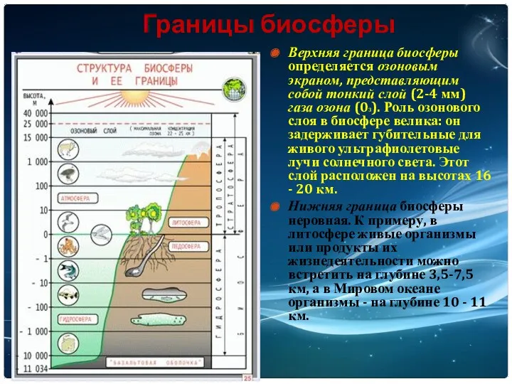 Границы биосферы Верхняя граница биосферы определяется озоновым экраном, представляющим собой