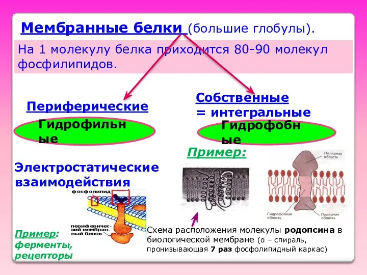 Мембранные белки (большие глобулы). На 1 молекулу белка приходится 80-90