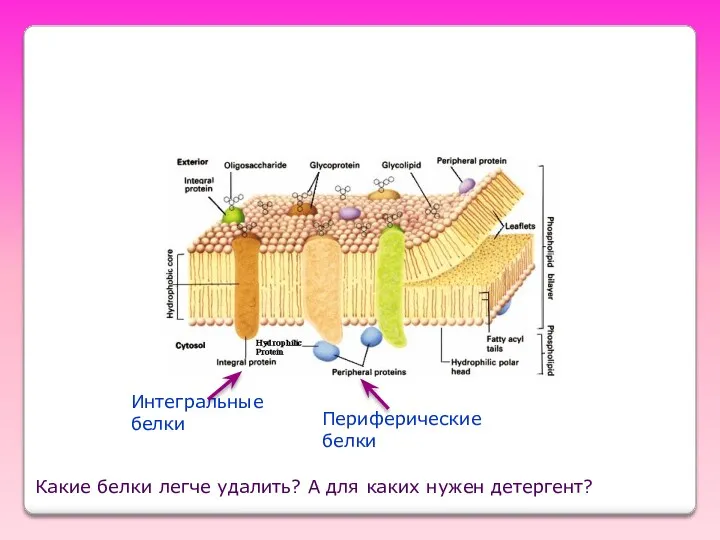 Интегральные белки Периферические белки Какие белки легче удалить? А для каких нужен детергент?