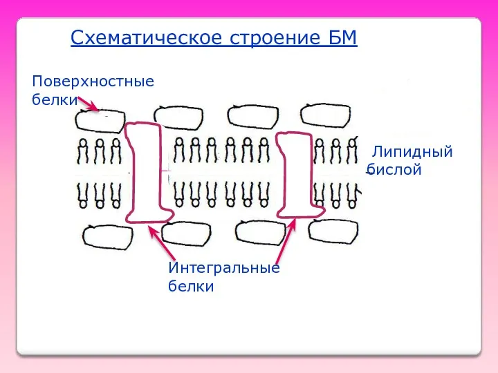 Схематическое строение БМ Поверхностные белки толщина мембраны Липидный бислой Интегральные белки