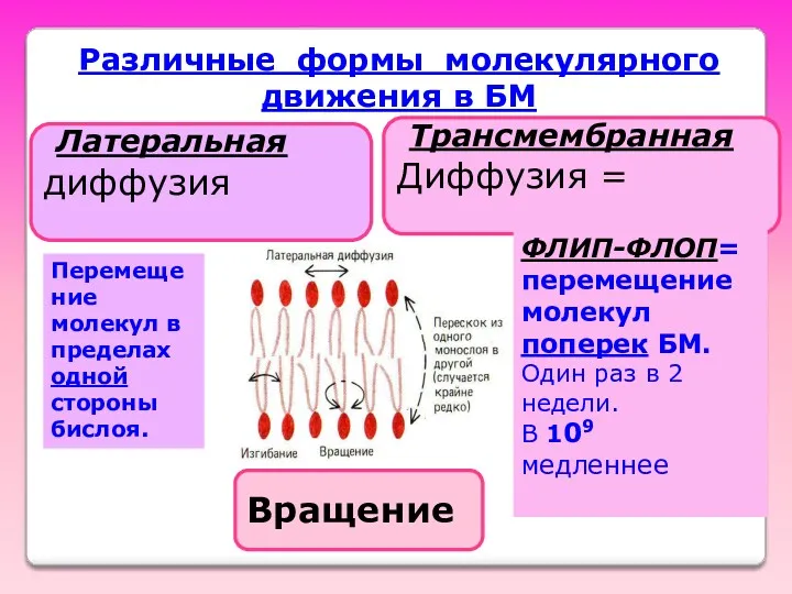 Различные формы молекулярного движения в БМ Вращение Латеральная диффузия Трансмембранная