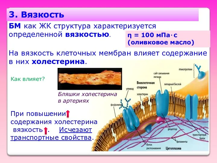 3. Вязкость БМ как ЖК структура характеризуется определенной вязкостью. η