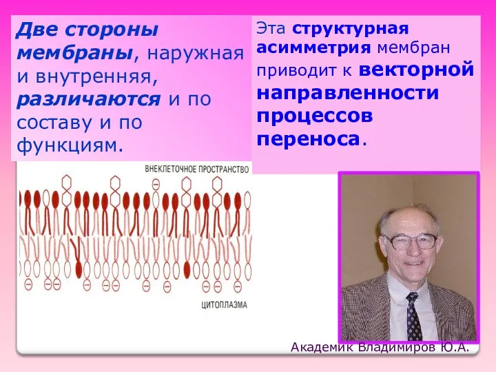 Две стороны мембраны, наружная и внутренняя, различаются и по составу