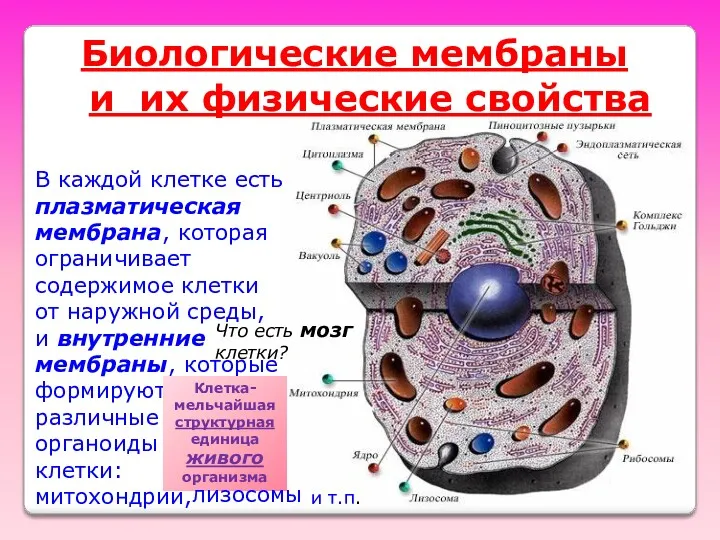 и их физические свойства Биологические мембраны В каждой клетке есть