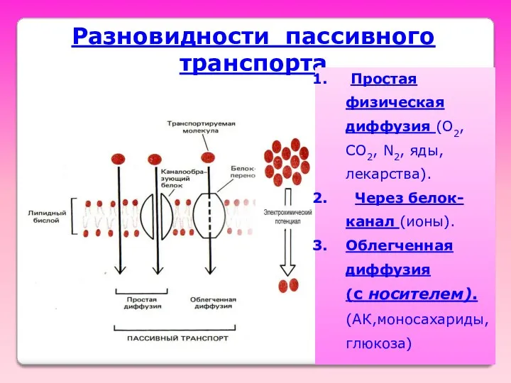 Разновидности пассивного транспорта Простая физическая диффузия (O2, CO2, N2, яды,