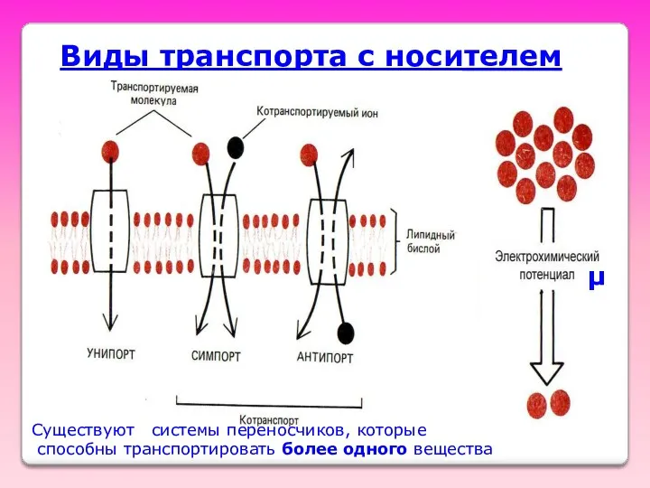 Виды транспорта с носителем Существуют системы переносчиков, которые способны транспортировать более одного вещества μ