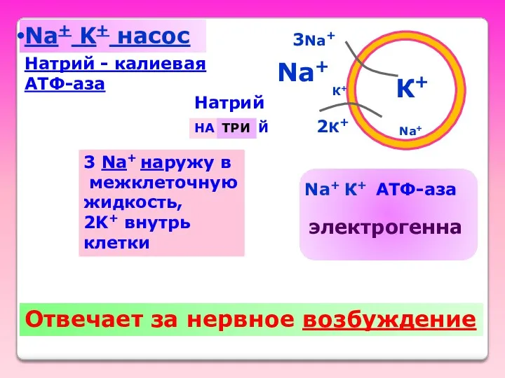 Na+ K+ насос К+ Na+ 2К+ 3Na+ Отвечает за нервное