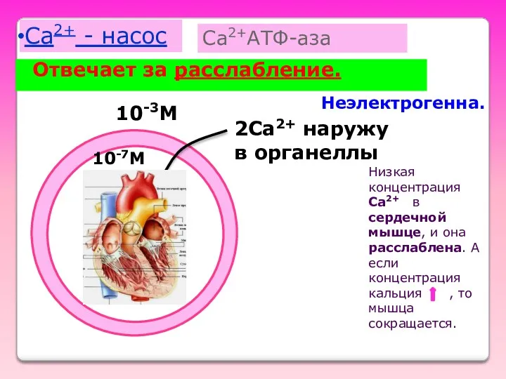 Ca2+ - насос Отвечает за расслабление. Ca2+АТФ-аза Неэлектрогенна. 2Ca2+ наружу