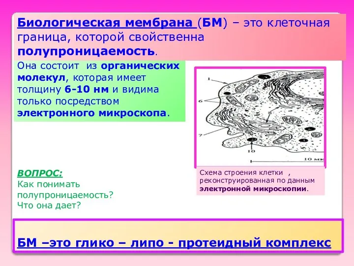 Она состоит из органических молекул, которая имеет толщину 6-10 нм