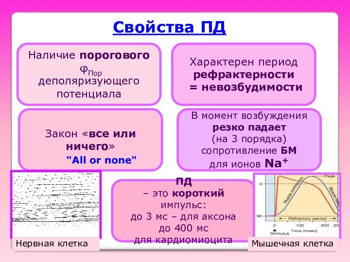 Свойства ПД Наличие порогового φПор деполяризующего потенциала Закон «все или