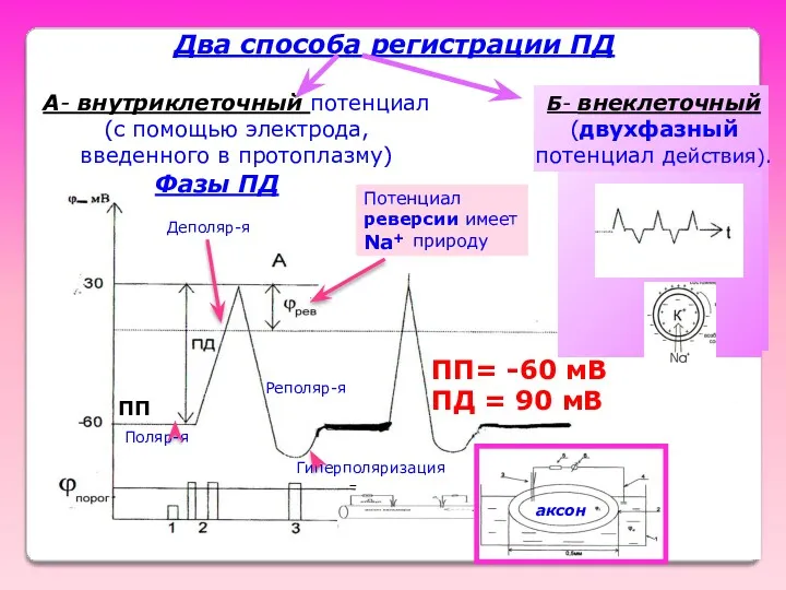 Два способа регистрации ПД ПП Потенциал реверсии имеет природу Na+