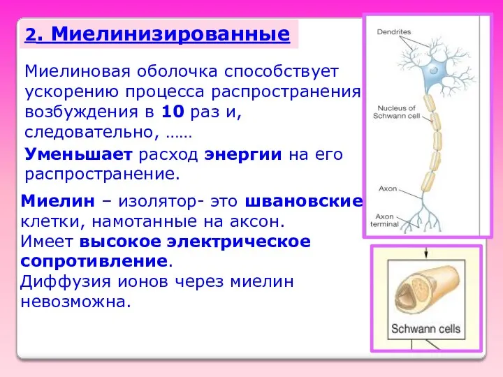 2. Миелинизированные Миелиновая оболочка способствует ускорению процесса распространения возбуждения в