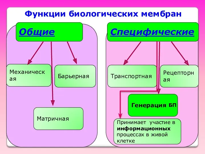 Общие Механическая Барьерная Матричная Специфические Транспортная Рецепторная Генерация БП Принимает