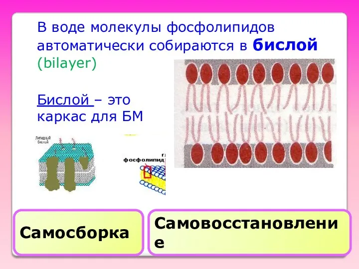 В воде молекулы фосфолипидов автоматически собираются в бислой (bilayer) Бислой