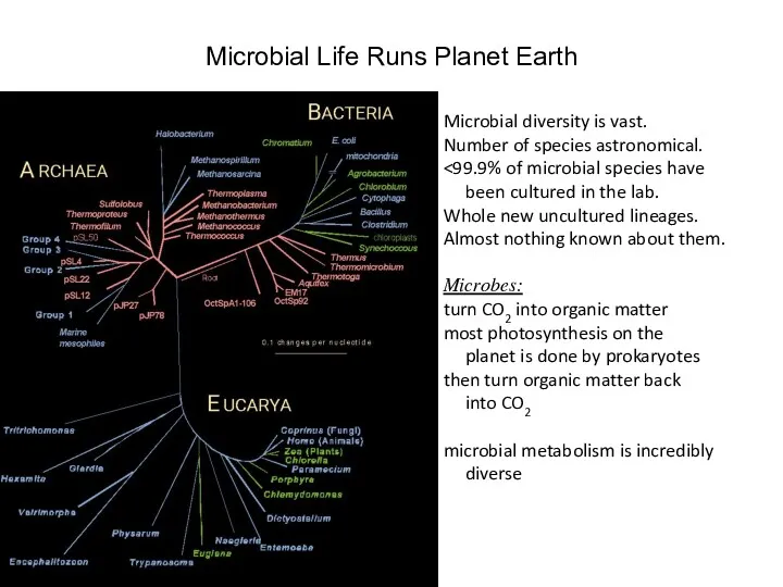 Microbial Life Runs Planet Earth Microbial diversity is vast. Number