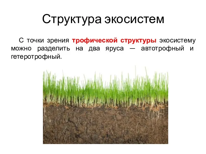 Структура экосистем С точки зрения трофической структуры экосистему можно разделить